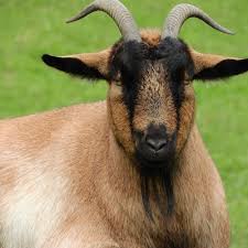 Indian Goat Breeds Information Guide Goat Farming