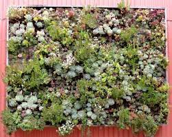 Cool Diy Green Living Wall Projects For