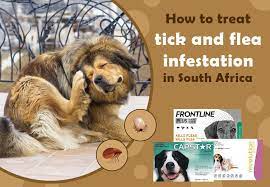safest flea and tick treatment for dogs