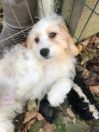 We understand that adopting a puppy is a huge responsibility, so don't be afraid to give us a call. Cavachon Dog For Adoption In Landenberg Pa Adn 733500 On Puppyfinder Com Gender Male Age Baby Cavachon Dog Cavachon Dog Adoption