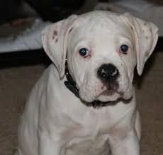 Many american bulldog dog breeders with puppies for sale also offer a health guarantee. American Bulldog Dog Breed Pictures 1