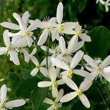 Pruning clematis is quite simple. Buy Clematis Group 3 Clematis Sweet Scentsation
