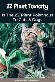 Check spelling or type a new query. Zz Plant Toxicity Is The Zz Plant Poisonous To Cats Dogs Or Children