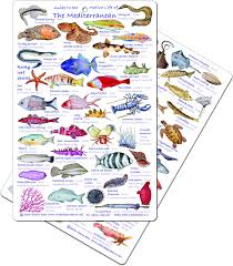Mediterranean Fish Species Related Keywords Suggestions