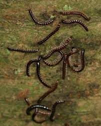 Are You Seeing Centipedes And Millipedes