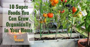 Kitchen Garden Organically