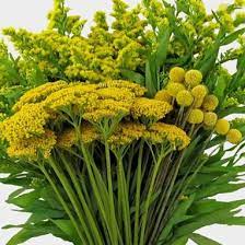 These flowers get their name from the look of their leaves. Yellow Filler Flowers Bulk Pack Wholesale Blooms By The Box