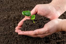 Hands holding green sprout with soil | 💾 Marco Verch is a P… | Flickr