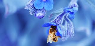 blue blossoms for honey bees bee culture