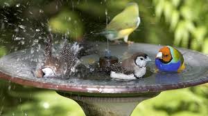We built a combination feeder and hummingbird bath that turned out pretty decent. 9 Ways To Build A Diy Bird Bath On A Budget Diy Projects
