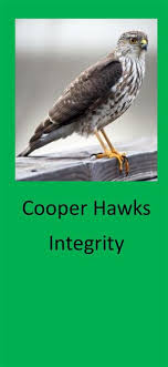 cooper hawks integrity