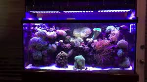 China Led Reef Lighting 165w Junk Or Good