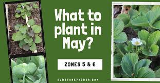 May Planting Guide 27 Crops To Plant