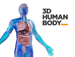 3d visualization of the human anatomy. Human Male Anatomy Model With Internal Organs With 4k 3d