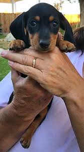 Here's a look at the first two days with our new doggy, frankie. Miniature Dachshund Wikipedia