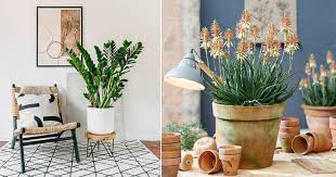 African Indoor Plants