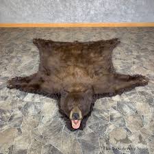 cinnamon phase black bear full size rug