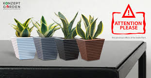 Snake Plant Benefits For Your Home