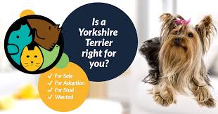 yorkshire terrier dogs and puppies for