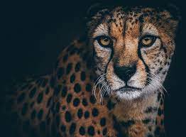 beautiful cheetah ultra s