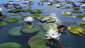 white water lily plantcatalog by e on