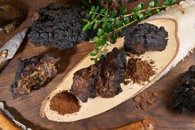 a complete guide to chaga mushrooms