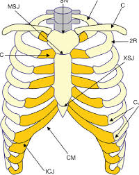 Posted on december 22, 2018december 22, 2018. 1 Schematic Illustration Of The Anatomy Of The Thoracic Cage 1r Fi Rst Download Scientific Diagram