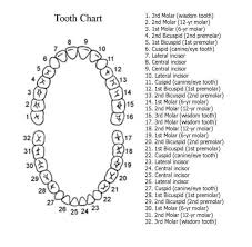 Expert Dental Chart With Teeth Numbers Tooth Chart Left Side