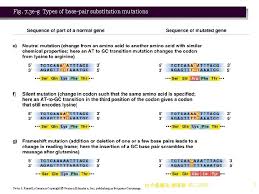 Please make sure you have read through all of the information in the questions and mutation guide. 3 Types Of Base Substitution Mutations