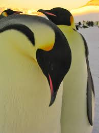 The male and female are similar in plumage and size, reaching 100 cm (39 in) in length and weighing from 22 to 45 kg (49 to 99 lb). Emperor Penguins In Antarctica