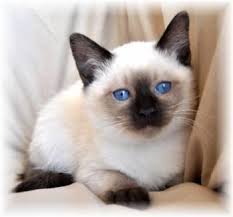 Due to their analogy to they have provided kittens for many families throughout the united states (new mexico, nevada, california,…) and received positive feedback from customers. Siamese Balinese Kittens For Sale Www Tresorsiamesecats Com For Sale In Fairfield California Classified Americanlisted Com