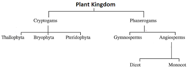 Classification Of Plant Kingdom Cryptogamae Bryophyta