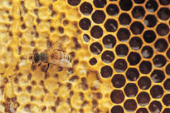Is using beeswax ethical?