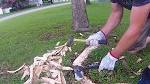How to fix exposed tree roots