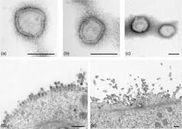 The monkeypox virus is similar to human smallpox, a disease that has been eradicated in 1980. Influenza B Virus An Overview Sciencedirect Topics