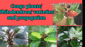 Find philodendron in canada | visit kijiji classifieds to buy, sell, or trade almost anything! Congo Plants Philodendron Propagation Varieties And Care Youtube