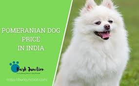 pomeranian dog in india what is