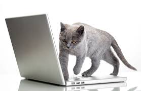 Browse through our collection of awesome laptop images. Desktop Wallpapers Laptops Cats Animals White Background