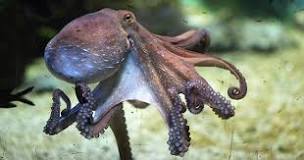 is-eating-octopus-ethical