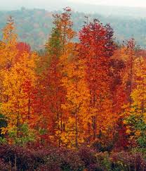 Adirondack Fall Foliage Reports And Fall Activities For All