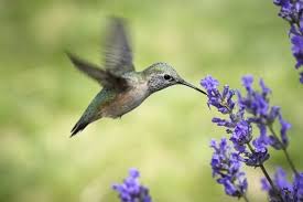6 Tips For Attracting Hummingbirds To