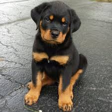 puppy info vom hause le rottweilers