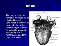 ppt tongue powerpoint presentation