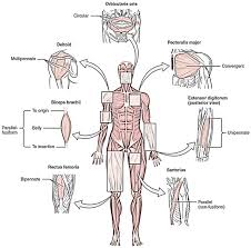 actions of skeletal muscles origin