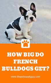 How Big Do French Bulldogs Get French Bulldog Size Chart