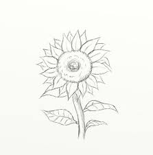Kanvas lukis sketsa bunga matahari mewarnai ukuran 20x15cm siap pakai. Cara Menggambar Bunga Dan Sketsanya Dengan Mudah