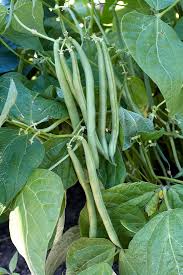 how to plant and grow green beans