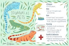 A Guide To Caring For Iguanas As Pets