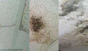 what are the levels of mold damage