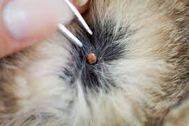 How to Remove a Tick From a Cat - What Ticks Look Like on a Cat